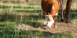 Cow grazing near Lake Ginninderra Gary Lum Sleep
