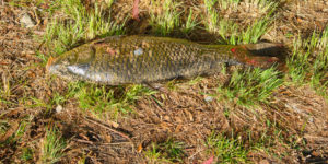 A fish out of water, carp by Lake Ginninderra Gary Lum