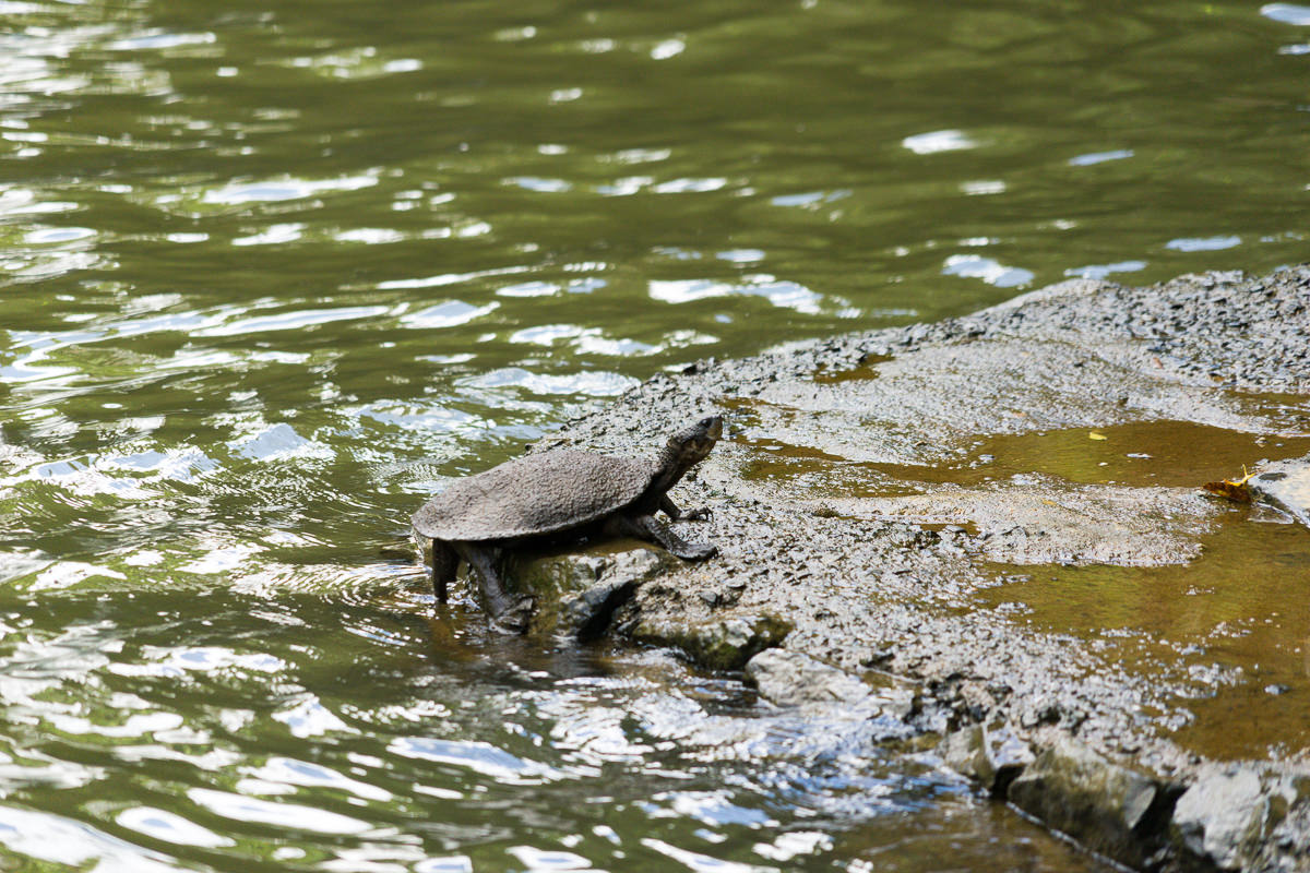 Turtle at Paronella Park – What I think, watch, listen to, and eat each ...