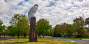 Owl statue, Belconnen Gary Lum